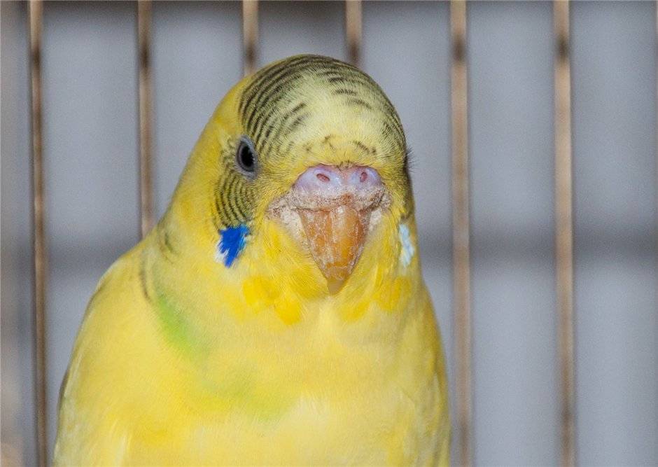 Болезни волнистых попугаев: симптомы и фото больных птиц