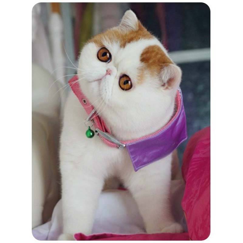 Снупи: кот, фото которого покорило мир, и описание его породы