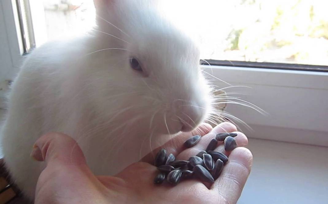Необходимость давать кроликам семечки: какие полезнее.