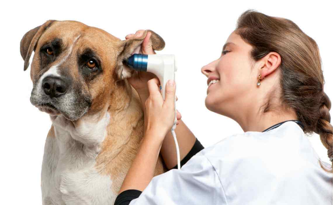 Отит у собак: симптомы и лечение. хронический отит у собак. внутренний отит у собак. грибковый отит у собак. аллергический отит у собак.