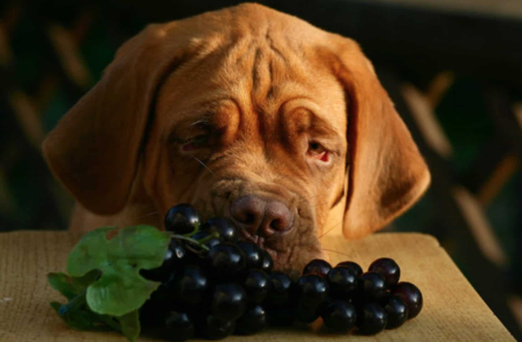 Почему нельзя виноград собакам