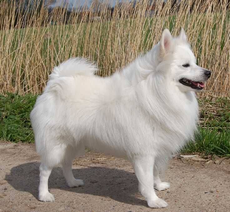 Чёрно-белая собака