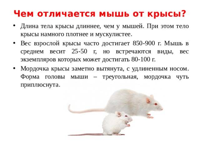 Крыса и мышь - фото и описание отличий