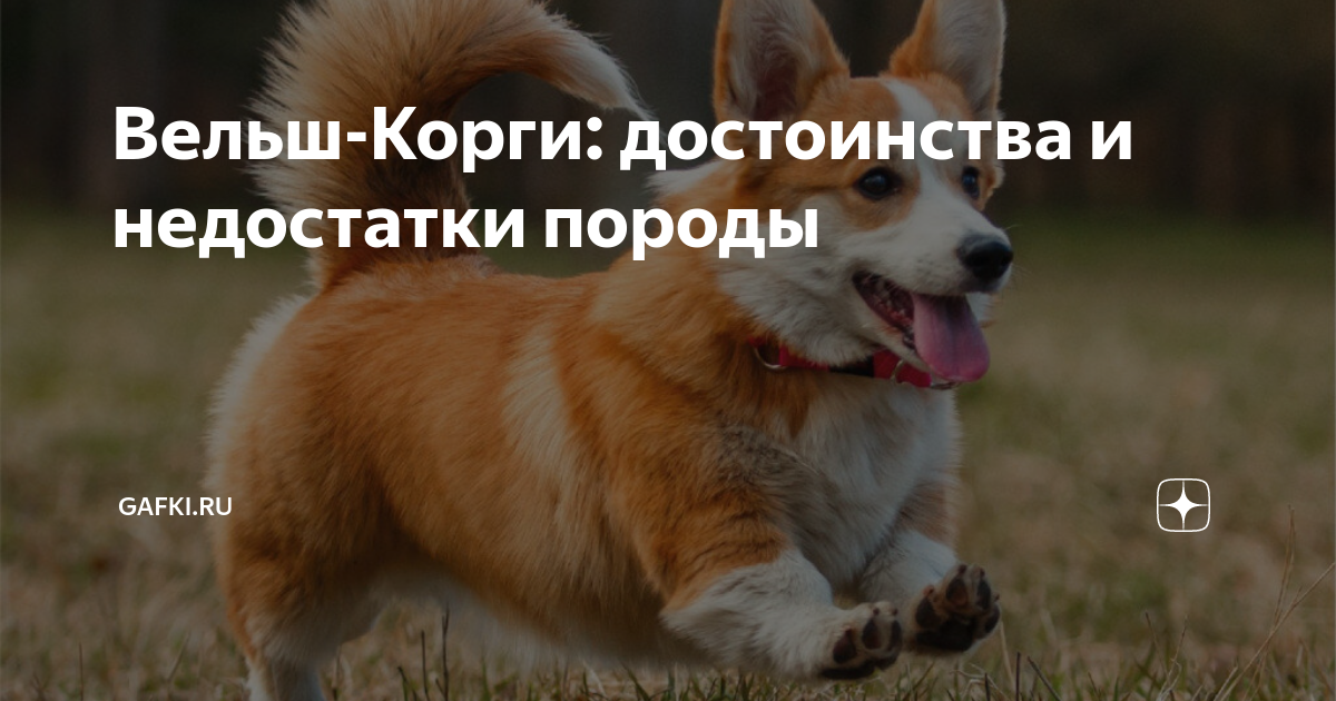 Вельш-корги пемброк: описание породы, уход и содержание