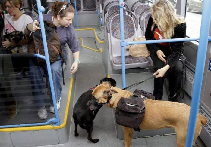 Полный список правил провоза животных в автобусе