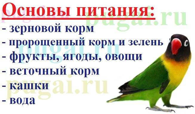Содержание домашних попугаев-неразлучников | блог ветклиники "беланта"