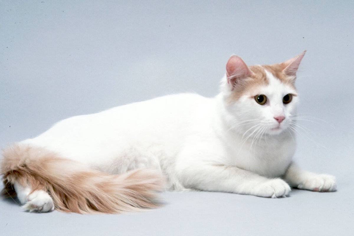 турецкий ван котята фото