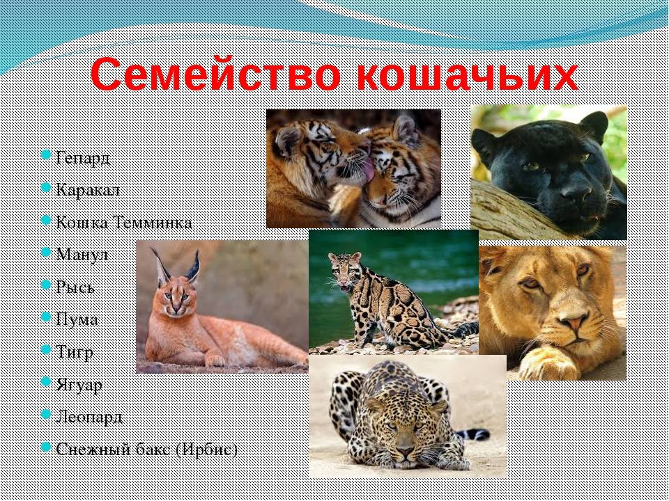 Лесной кот. образ жизни и среда обитания лесного кота | живность.ру