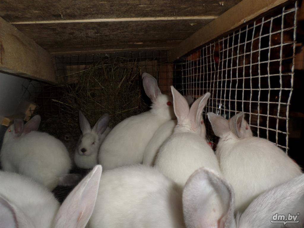 12 кроликов мясных пород, которые быстро растут, их вес, уход