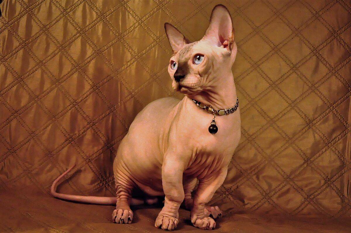 Лысая порода карликовых кошек бамбино: как выглядят кошки породы бамбино? подробности ухода +видео