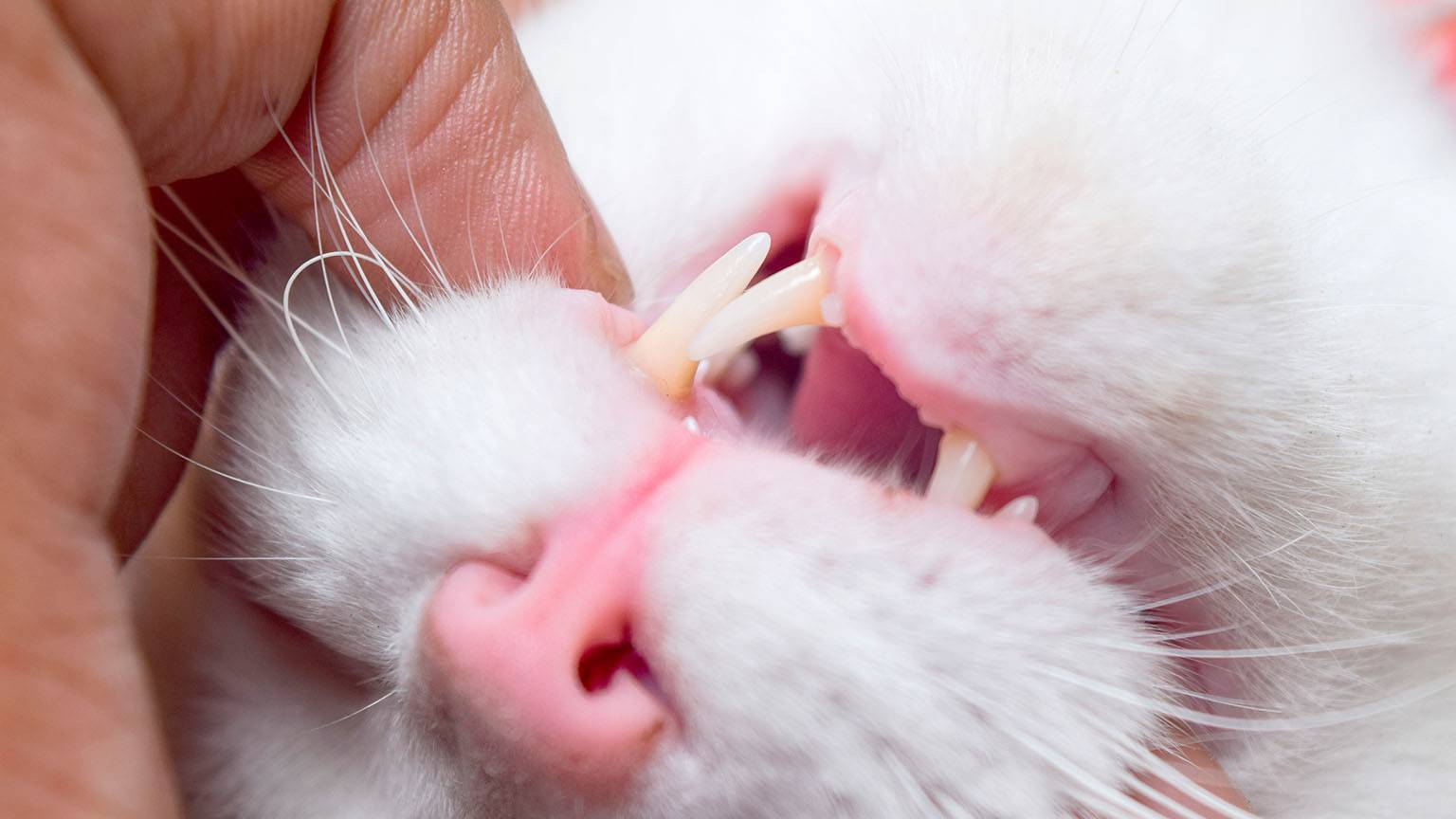 Стоматит у кошек: симптомы, причины и лечение (советы ветеринаров)