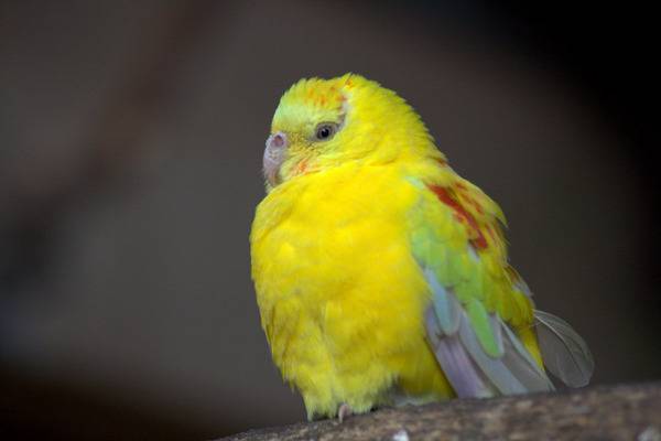 Желтый попугайчик Лютино: все что нужно знать