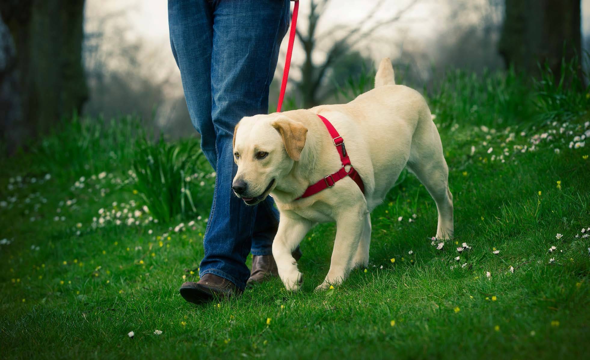 Дрессировка лабрадора: как тренировать собаку дома