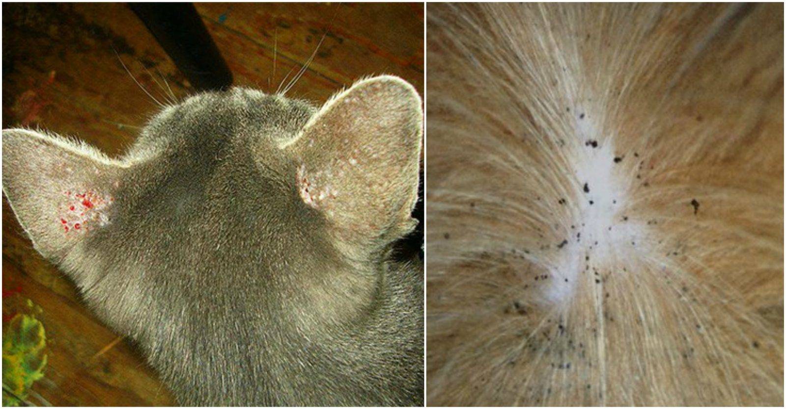 Ушной клещ (отодектоз) у кошек: симптомы и лечение