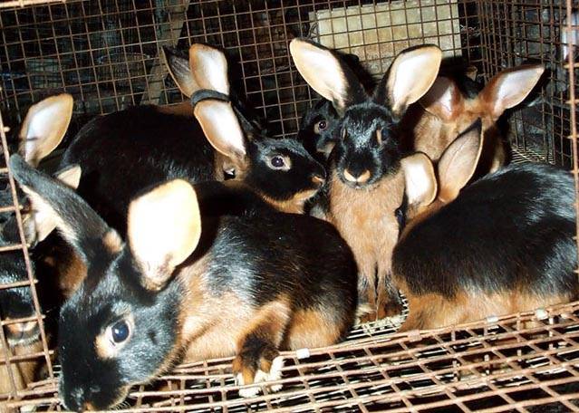 Порода черно-бурых кроликов: содержание и разведение