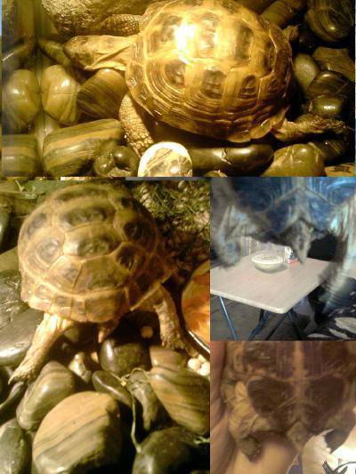 Как определить вид черепахи, домашние черепахи