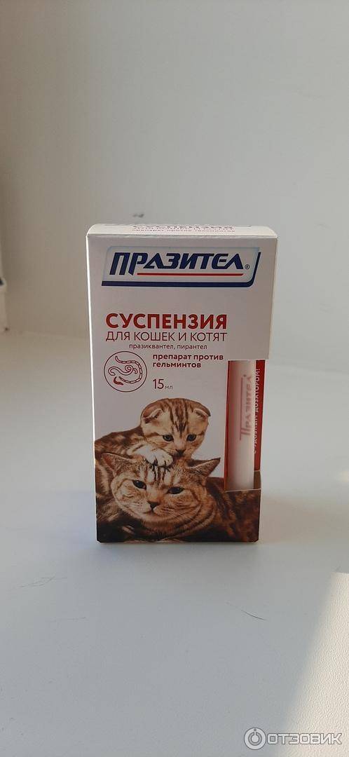 Пирантел кошкам - дозировка, как правильно давать - kotiko.ru