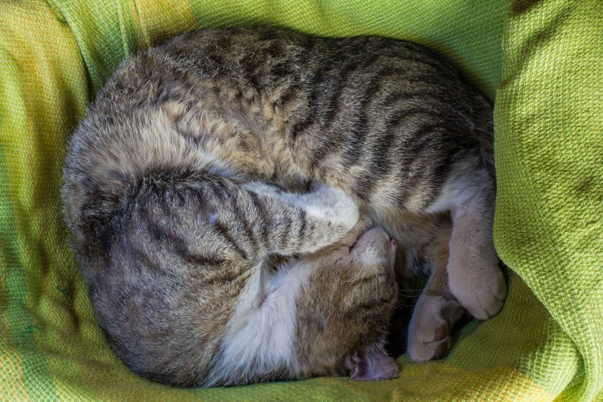 Почему коты постоянно спят. Кот дремот. Как спят кошки.