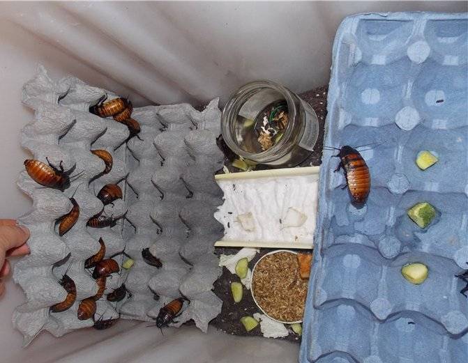 Мадагаскарские шипящие тараканы и их содержание в домашних условиях