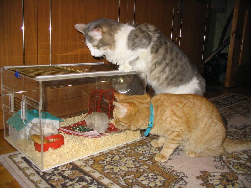ᐉ хомяк и кошка в одной квартире, съест ли кот хомячка? - zoopalitra-spb.ru