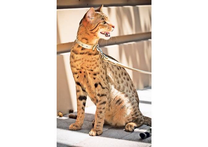 Ашера - порода кошек, которой не существует или афера для богатых