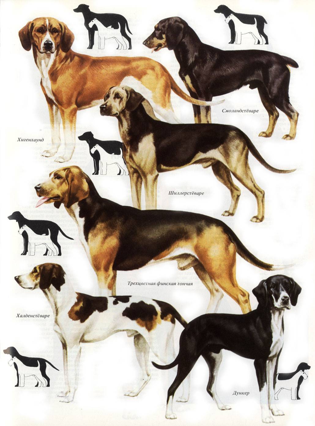 Гончие собаки: фото, названия пород, описание и характеристики :: syl.ru
