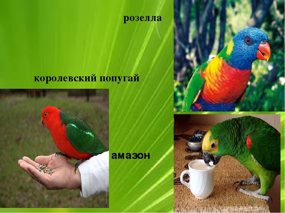 Попугаи неразлучники: описание, виды, уход и содержание