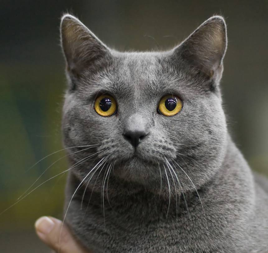 Шартрез: топ-150 фото кошки, цена котенка, история и описание породы, сколько живет и чем питается
