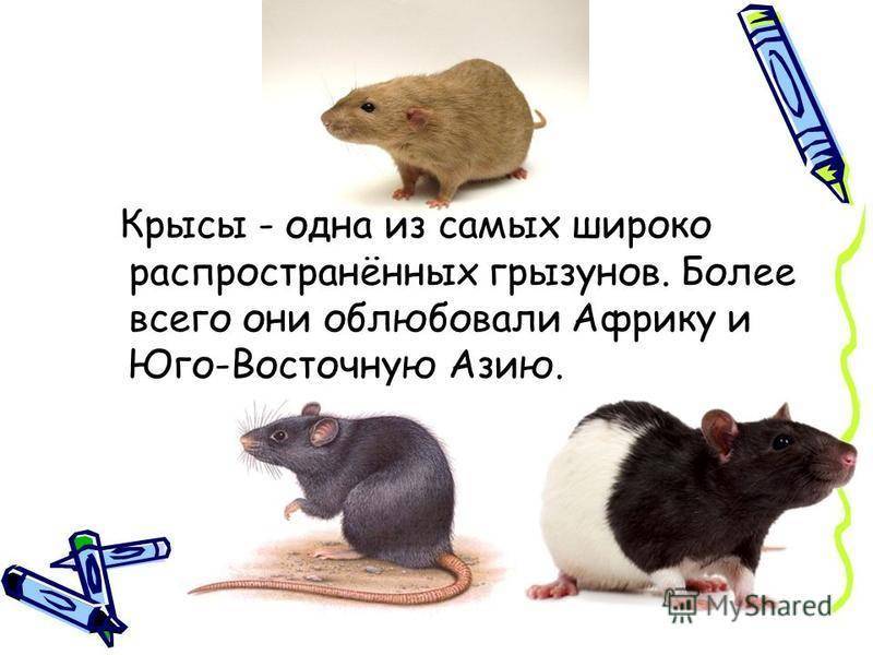 Интеллект крыс