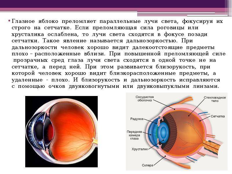 Какая часть глаза воспринимает световое изображение