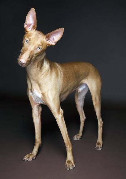 ᐉ описание породы фараонова собака - ➡ motildazoo.ru