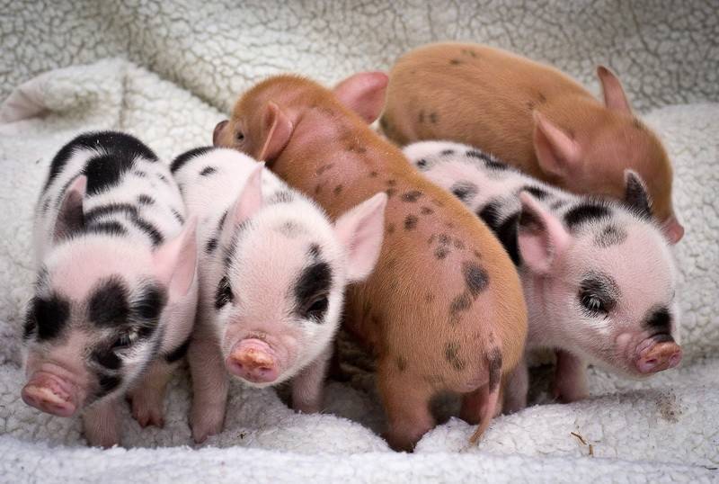 Мини-пиги: декоративные карликовые свинки, описание и фото