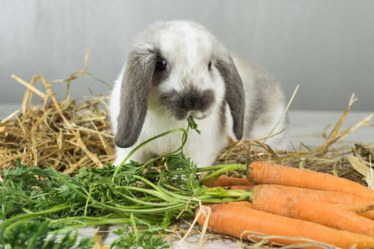 Можно ли давать кроликам огурцы и в каких количествах?