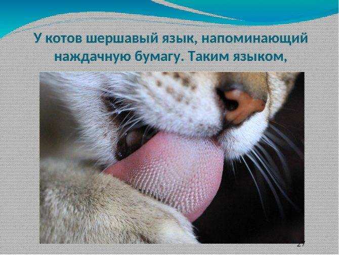 Причины высунутого языка у кошки и сопутствующие заболеваниям симптомы