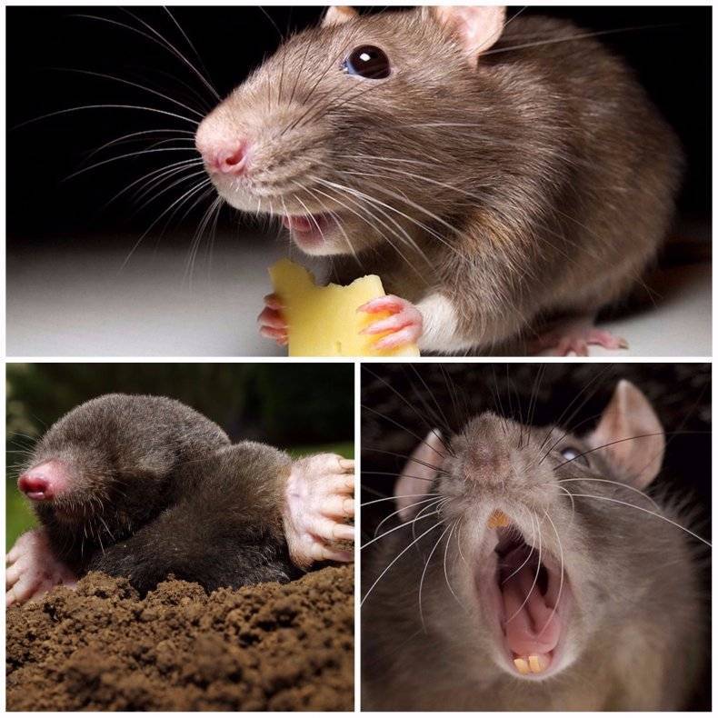 Чем отличается мышь от крысы: основные различия