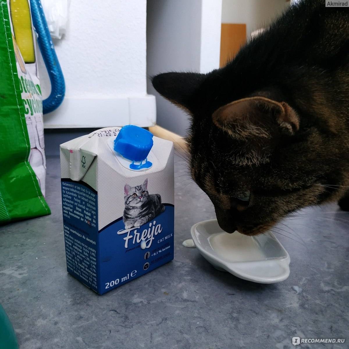 Сколько кошка кормит котят молоком: до какого возраста и как долго?