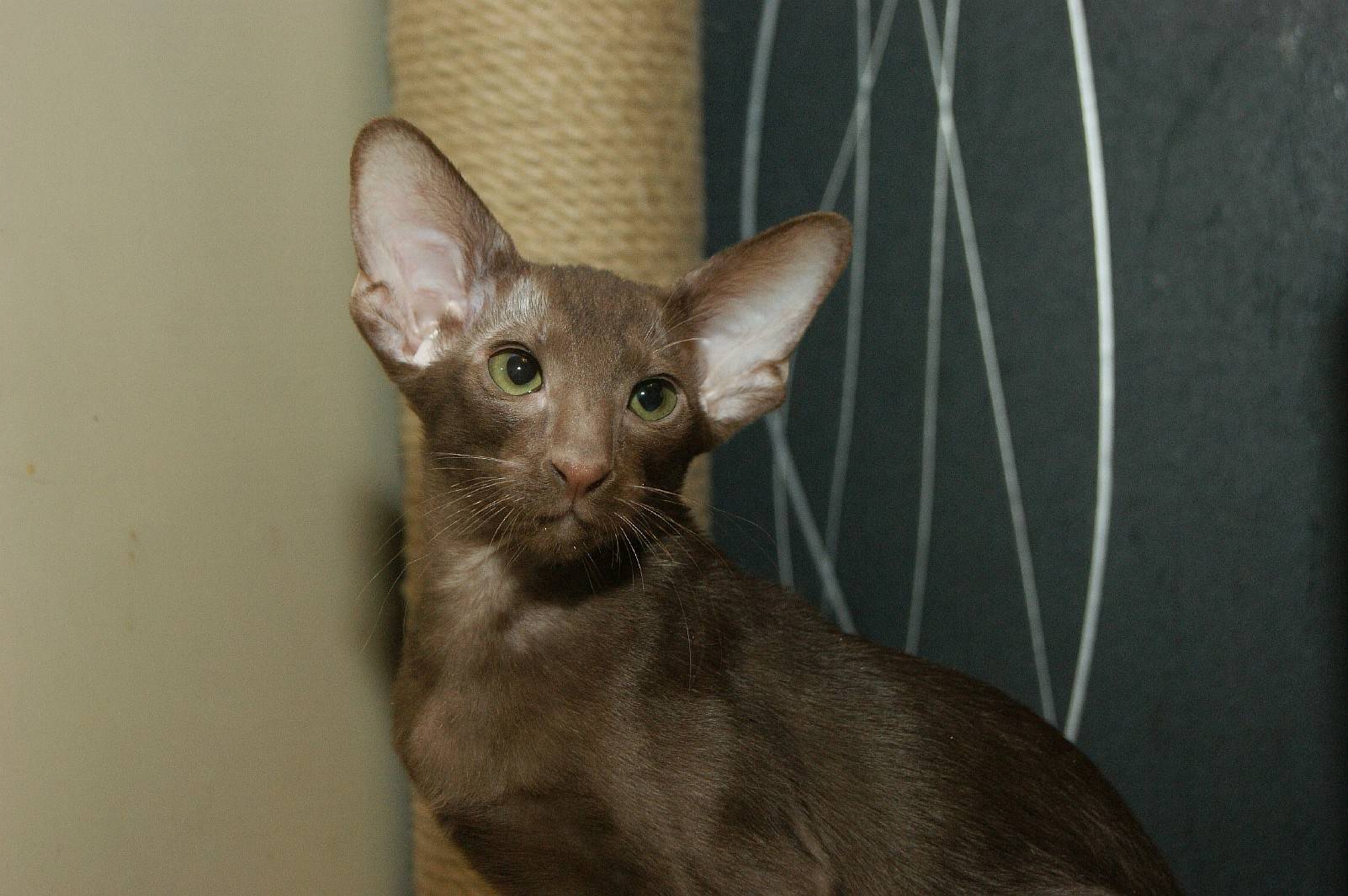 Кошки грузины: ориентальный кот, характер, особенности ухода, история выведения