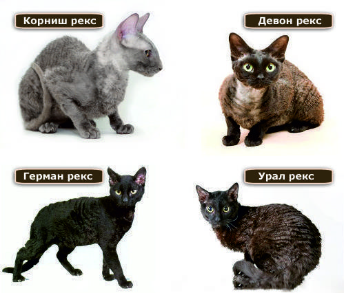 Немецкий рекс: описание породы кошек, характер, отзывы (с фото)