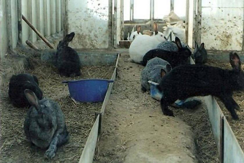 Разведение кроликов в домашних условиях. основные методы содержания | cельхозпортал