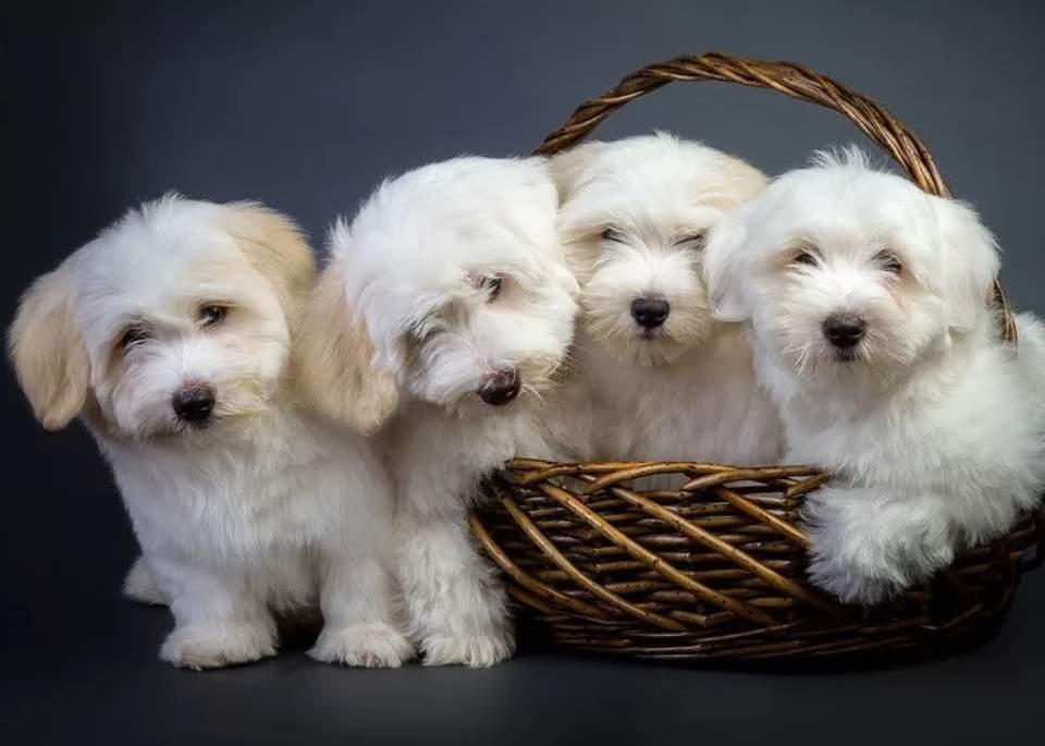 Котон-де-тулеар: описание породы собак с фото и видео