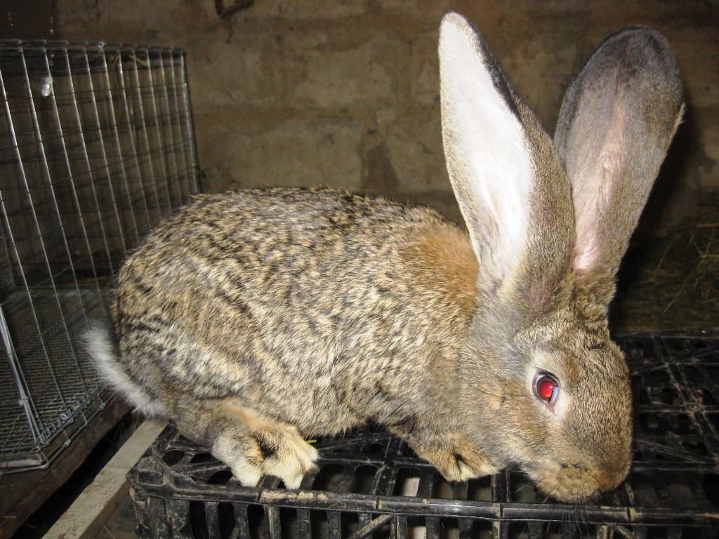 Кролики фландр - все о породе бельгийский великан