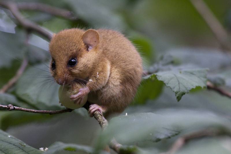 Лесная мышь с большими ушами: чем питается, описание и фото