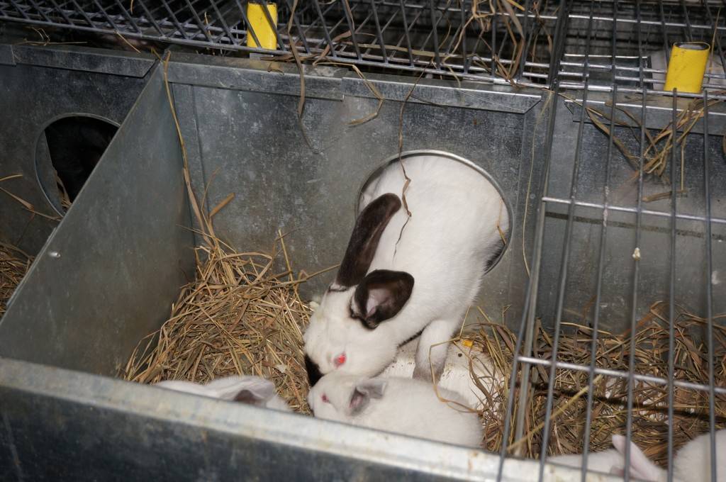 Почему крольчиха отказывается, ест и топчет своих крольчат