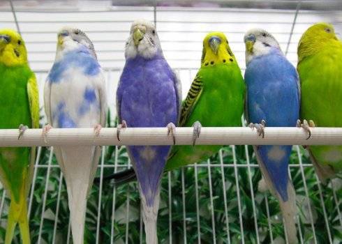 Разведение попугаев в домашних условиях: пошаговый план