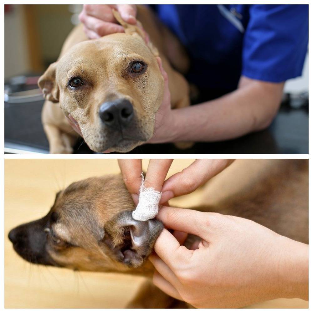 Отит у собаки: симптомы и лечение - ветеринарные клиники ситивет