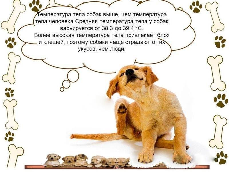 Нормальная температура тела у собак