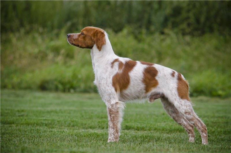 Порода собак бретонский эпаньоль и ее характеристики с фото