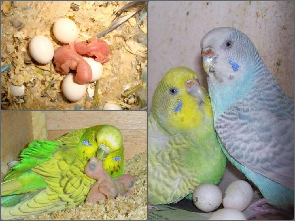 Имя для попугая девочки кореллы — клички для попугаев мальчиков карелла
