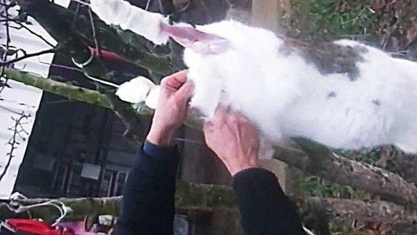 Выделка шкур кролика в домашних условиях – пошаговая инструкция