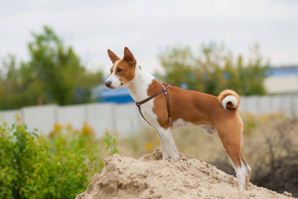 Собака басенджи: описание породы, характеристика собаки, фото